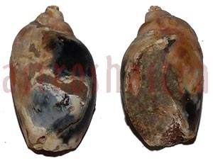 Heera Shankh 0244 29